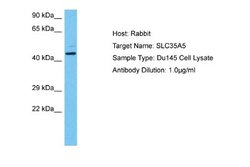 SLC35A5 Antibody, Novus Biologicals 100 &mu;L; Unconjugated:Antibodies,